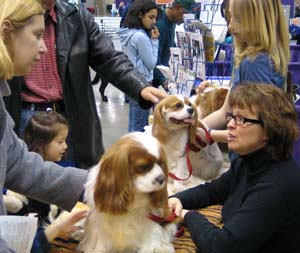 Cavaliers of Puget Sound Breed Booth
